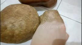 Malaysian man keeps billion year fossil wood stones as collection in his house