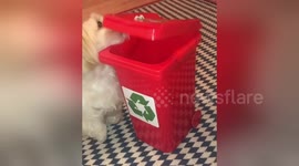 Small dog wants to chip in and help recycle with her own little wheelie bin