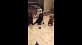 Labrador siblings line up for treats while Labradorkie brother chases ball through them