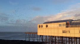 Starlings of Aberystwyth