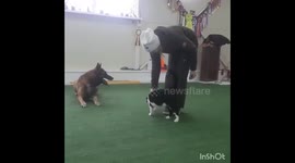 Dancing Cat - first steps