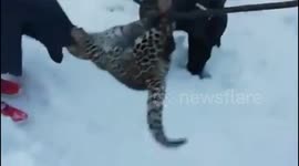 Snow leopard caught by locals at kalaroos kupwara north kashmir