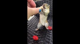 Chipmunk eating a peanut