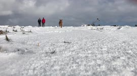 Dog having fun in the snow