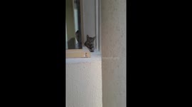 my cat afraid heard strange voice.