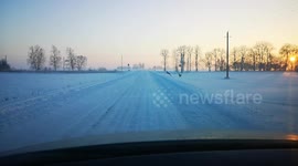 roe deer run through the road