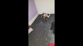 Cat messing with air for no reason becomes really giddy