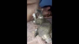 Cat thinks man has milk