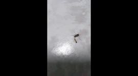 First time ever video-Mosquito trapped in front of Ant