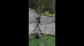 He's going to escape