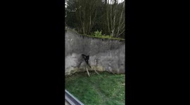 Mummy help me climb the wall Chimpanzee life