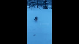 Bassett hounds ears take flight loves flying thru the snow ultimate happy dog
