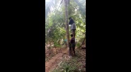 Four men find an odd way to pluck coconuts  - climb on each other
