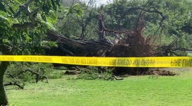 Giant tree falls in Waikiki- fire