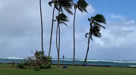North shore Hawaii tree breaks - Oahu