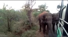 Panic on bus as herd of elephants comes face-to-face with passengers in southern India