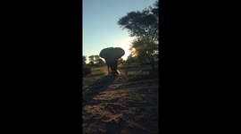Angry elephant chases safari group in Botswana around their vehicle