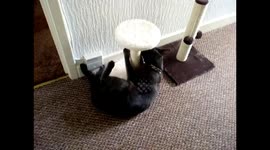 Neighbours cat testing our kittens scratch post