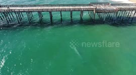 Whale swims by pier