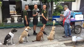 Dogs queue up next to soldiers for grilled pork