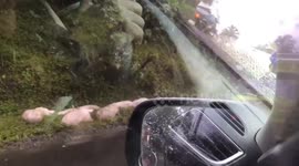Pigs wander along mountain road after truck overturns in the Philippines