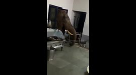 Wild elephant pokes head through window to raid military kitchen