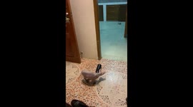 Kitten playing spin the bottle.