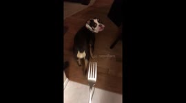 Bulldog is plagued by irrational fear of forks