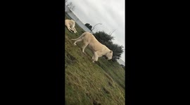 Following white lioness