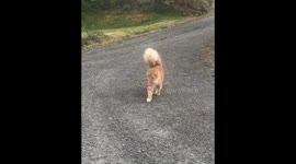 When the tail arrives before the cat