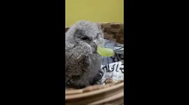 Rescued baby owl doesn't quite like the taste of grapes