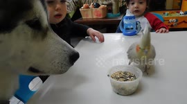 Alaskan Malamute Sojou and Cockatiel Phoebe meet