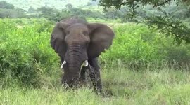 Elephant mud wallowing and dust bathing during our Safari from Durban with Tim Brown Tours