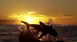 Eclipse of the great white sharks