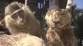 Taking off the claws of a lioness in a zoo in Gaza Strip.