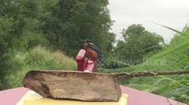 Kingfisher dancing on my narrowboat