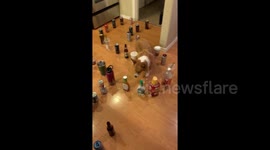 Clever corgi carefully navigates her way through new viral maze challenge