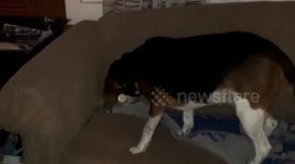 Dog tries to burry bone in couch