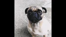Smartest pug