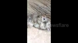 Two rats wrestle on the ground like a boxing match