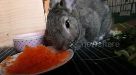 Bunny chewing his meal slo-mo