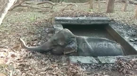 Baby elephant that fell into a swamp, rescued after marathon operation in southern India - Buy, Sell or Upload Video Content with Newsflare