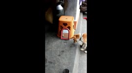 Dog barks at own reflection thinking it's going to steal his treats