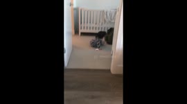 Baby trying to put tissue box into zipped backpack but gives up