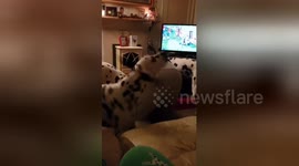 Newsflare Edit - Excuse J's bottom but he and the girls are practicing the fine art of a scrum...welcome to my world ???? #Rugby https://t.co/r5jgZZsHRd