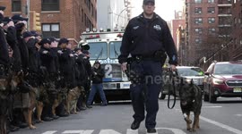 US police dog put down after exemplary life of service