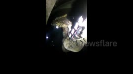 Forest officials rescue leopard from 40-feet well using a torchlight