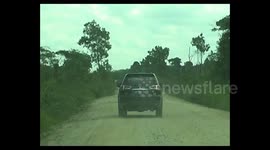 Sialang Honey Hunting