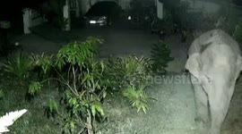 What a brazen thief! Elephant breaks into garden to feast on bananas