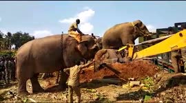 India’s most loved rogue elephant Chinna Thambi is finally captured